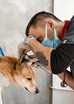 cachorro em consulta veterinária