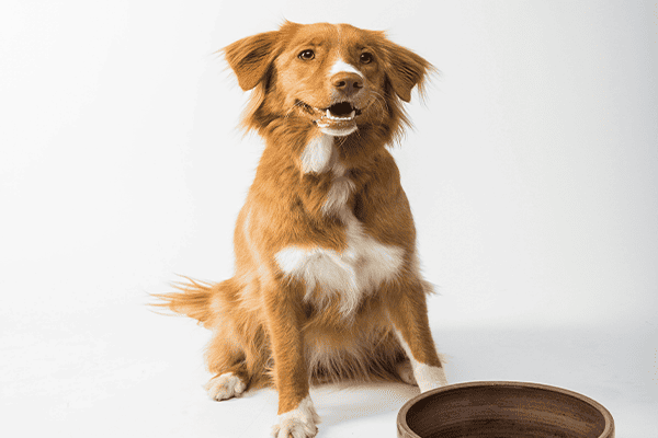 cachorro peludo esperando ração