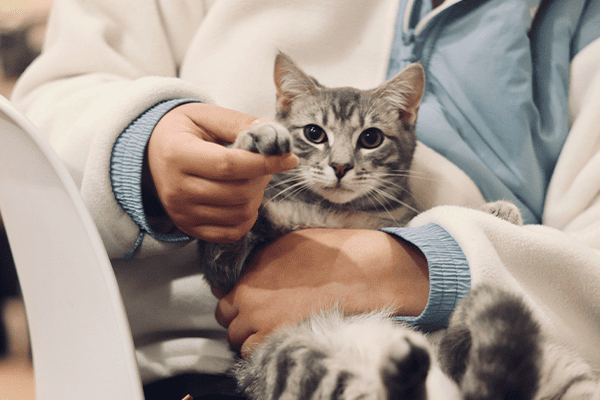 Consultas Veterinárias