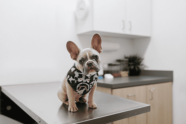 Atendimento de Emergência Veterinária