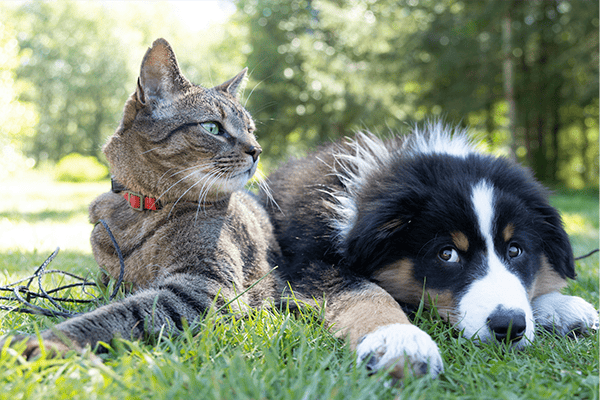 A Importância das Vacinas para Cães e Gatos