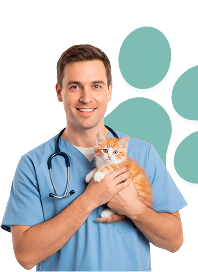 médico veterinário segurando um gatinho laranja