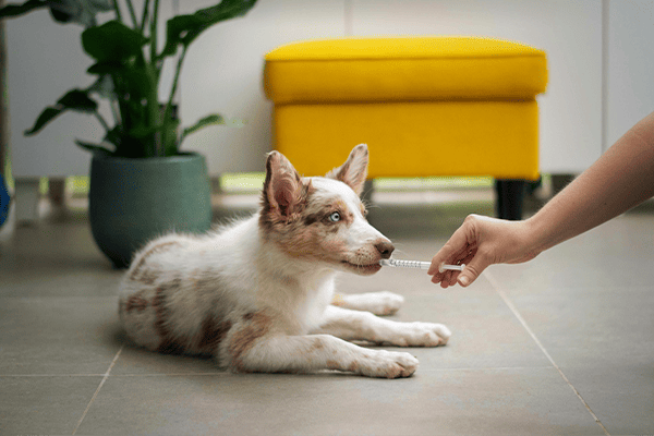 Odontologia Veterinária