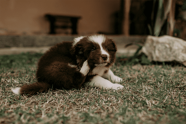 Pulgas e carrapatos: como proteger seu pet