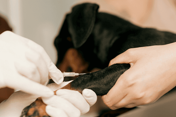 Vacinação para Cães e Gatos