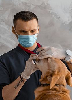 cachorro em atendimento